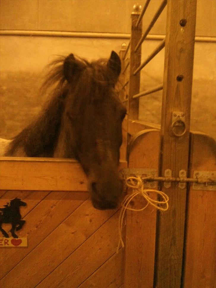 Anden særlig race JOKER! <3 billede 5