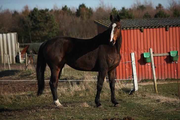 Dansk Varmblod Try A Bally - billedet taget af marlene ølgod. billede 1