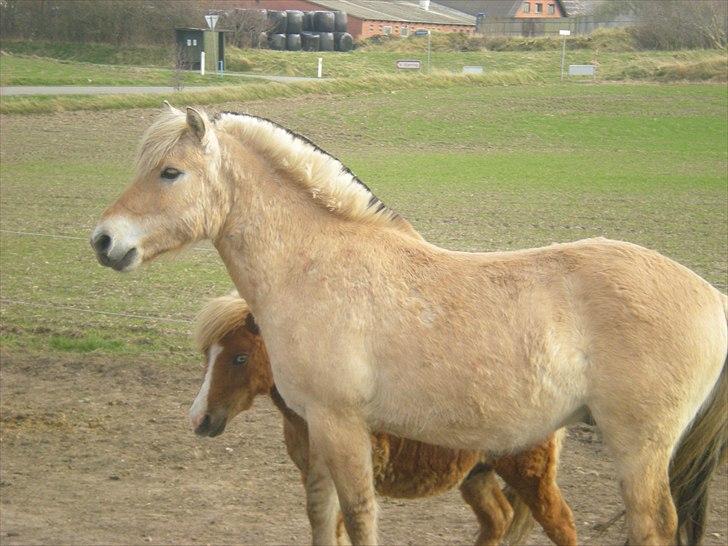 Fjordhest Jannerupgård's Mikkel <3  billede 11