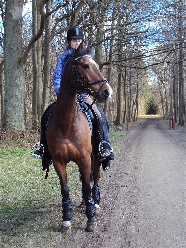 Anden særlig race Apollon - 10  billede 10