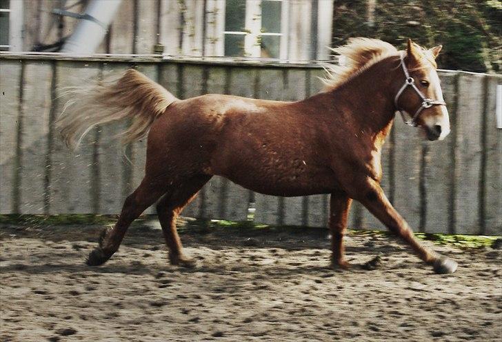 Anden særlig race Rosé  part billede 11