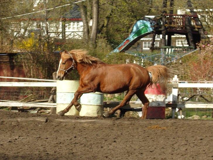 Anden særlig race Rosé  part billede 12