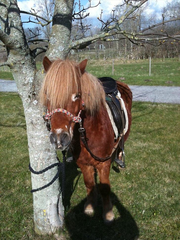 Shetlænder victor (lånepony) - victor holder pause:):):) billede 5