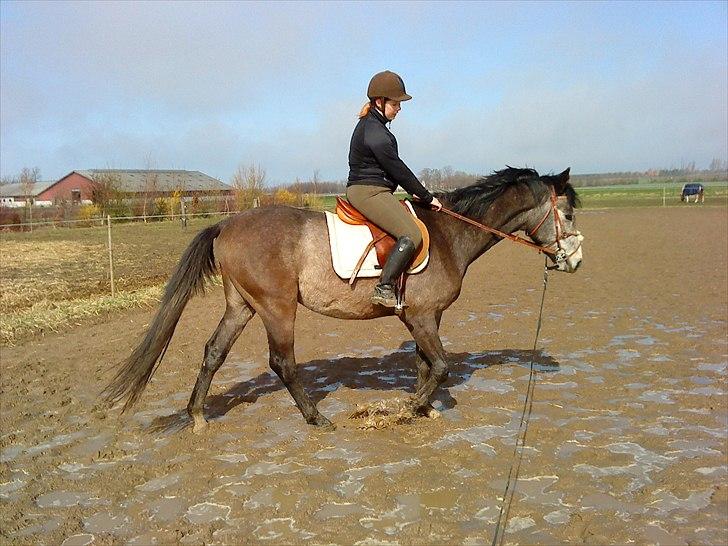 Dansk Varmblod Lyngbjergs Cannon Ball  - Cannon 4 gang med rytter. 14/4 billede 10