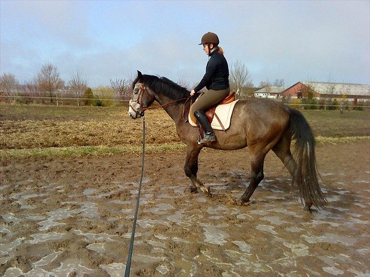 Dansk Varmblod Lyngbjergs Cannon Ball  - Cannon 4 gang med rytter. 14/4  billede 11