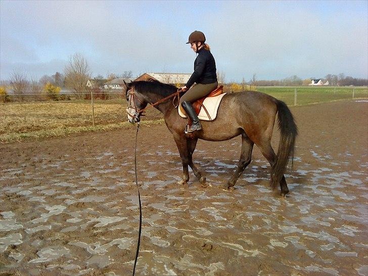 Dansk Varmblod Lyngbjergs Cannon Ball  - Cannon 4 gang med rytter. 14/4 billede 12