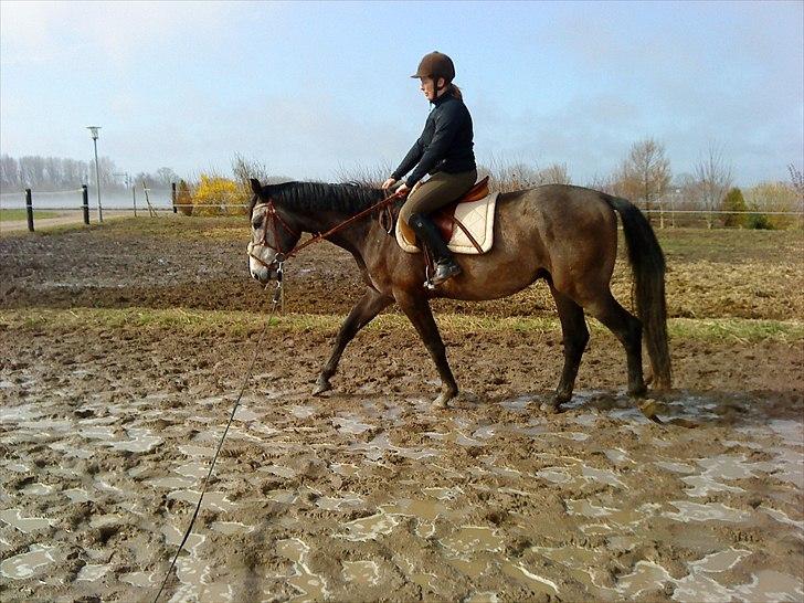 Dansk Varmblod Lyngbjergs Cannon Ball  - Cannon 4 gang med rytter. 14/4 billede 13