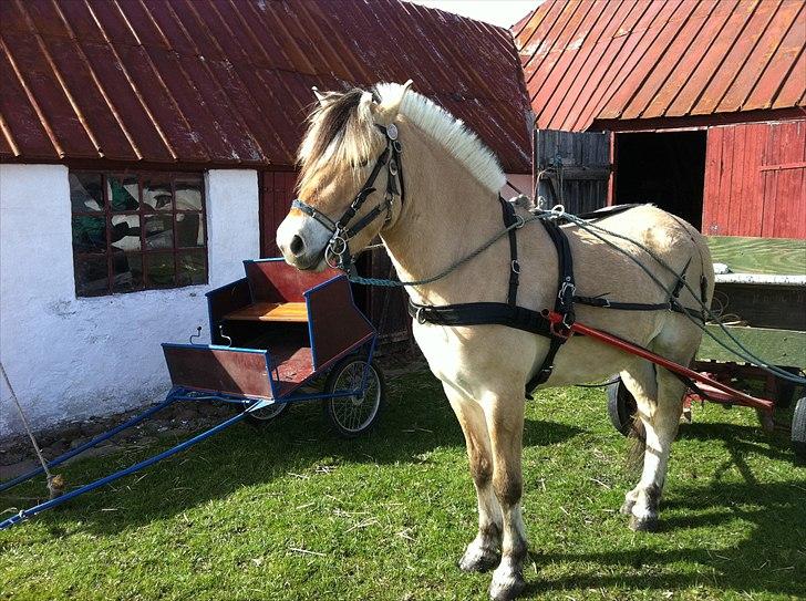 Fjordhest Ferrari - Et billede taget i år i april. Ferrari er klar til en lille søndags tur. :) billede 2