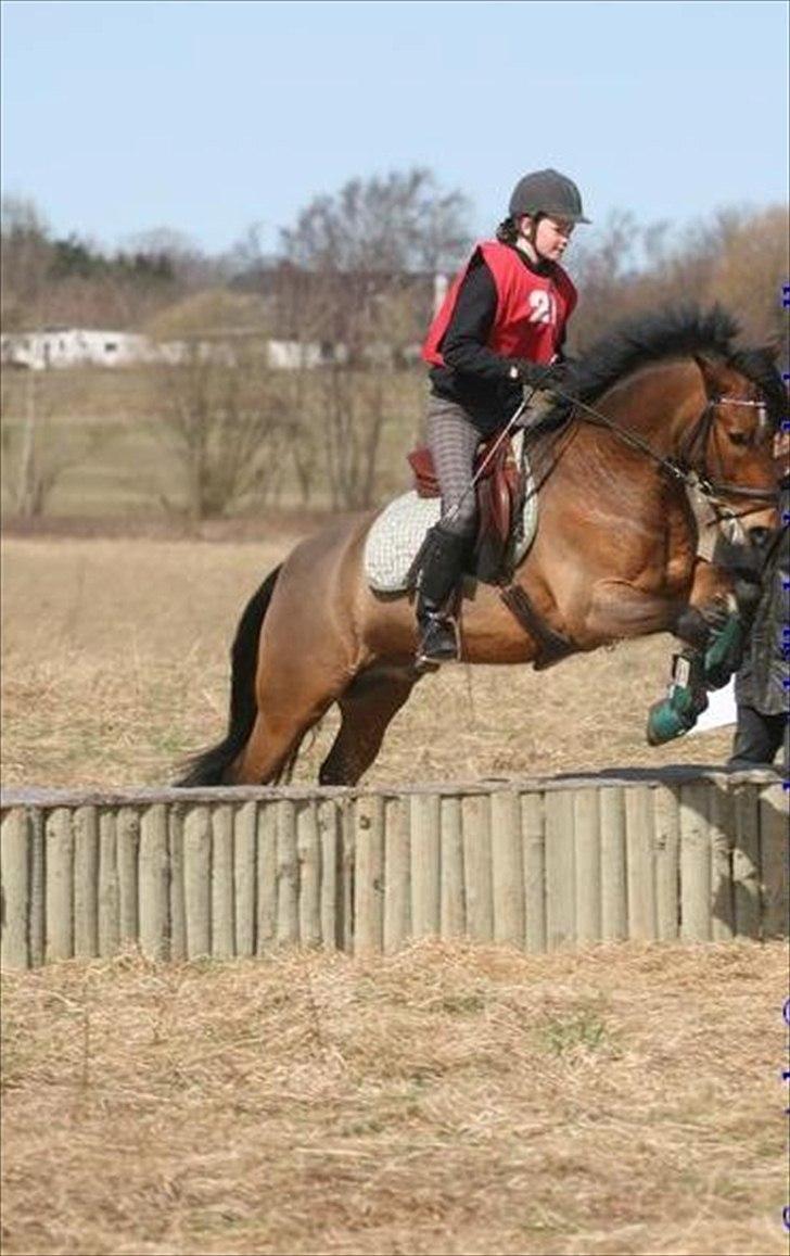 New Forest Vognmandgårdens Valentin - Millitary stævne, NBKR, 60 cm. 10 april 2011. billede 2