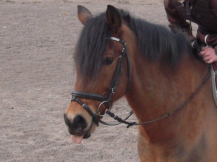 New Forest Vognmandgårdens Valentin - Cute :) billede 3