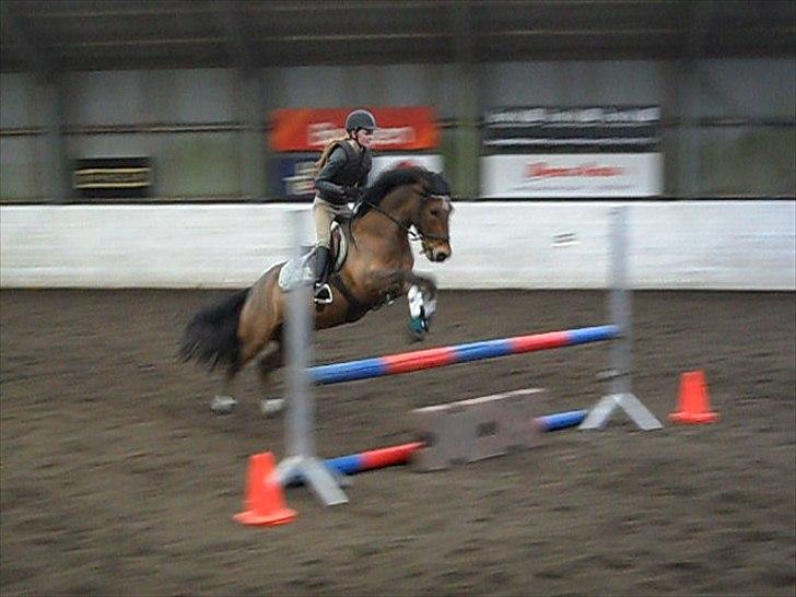 New Forest Vognmandgårdens Valentin - Anna Öhlund marts 2011. billede 5