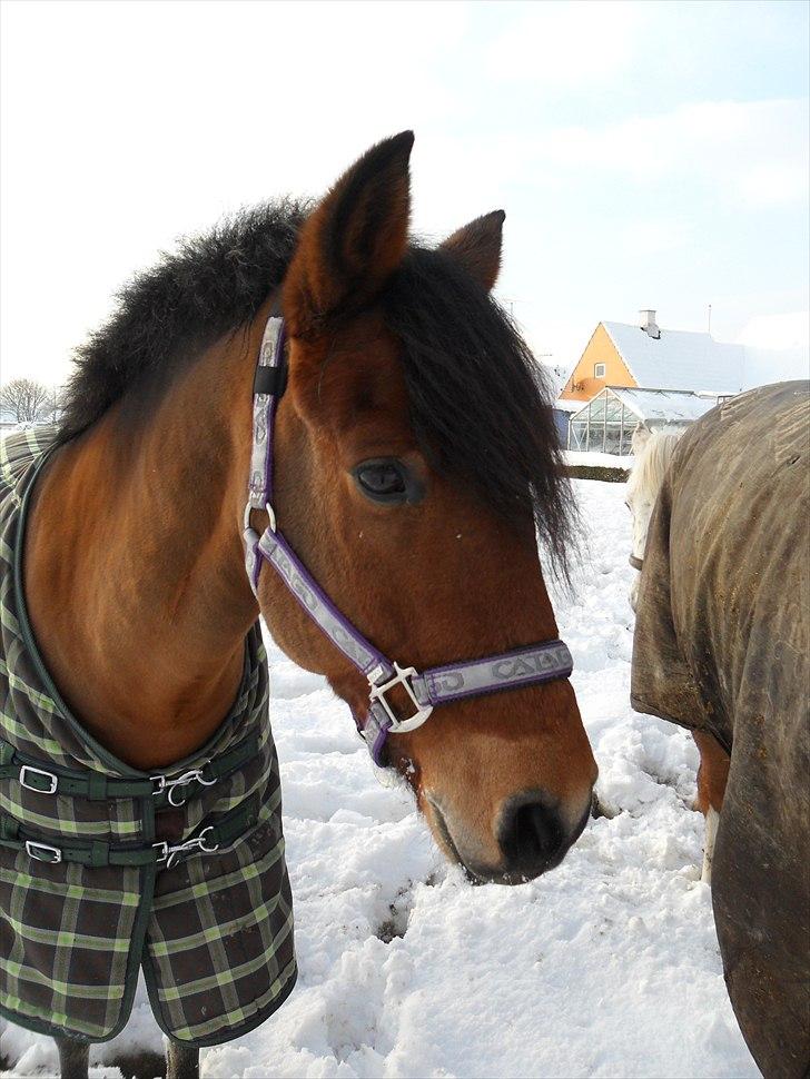 New Forest Vognmandgårdens Valentin billede 6