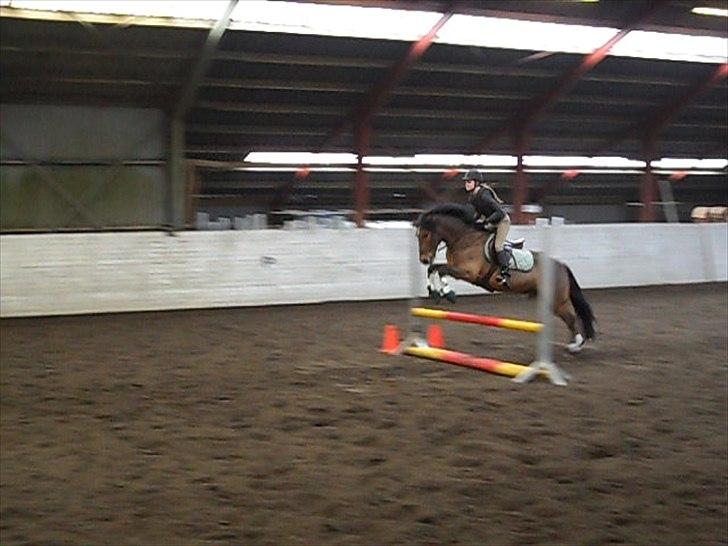 New Forest Vognmandgårdens Valentin billede 7