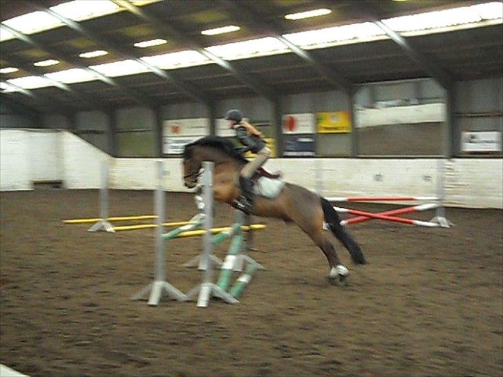 New Forest Vognmandgårdens Valentin billede 9