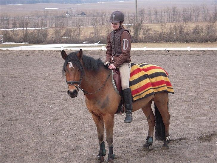 New Forest Vognmandgårdens Valentin billede 10