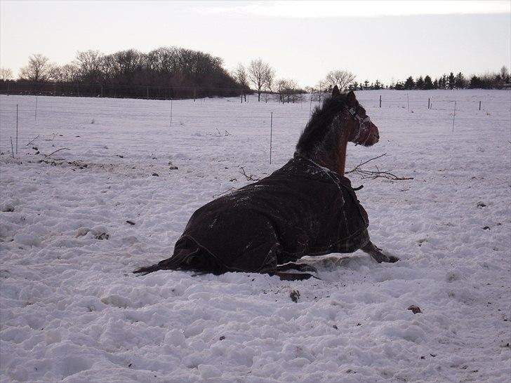 New Forest Vognmandgårdens Valentin - Snehest (: billede 11