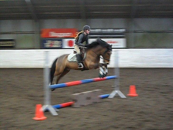 New Forest Vognmandgårdens Valentin billede 12