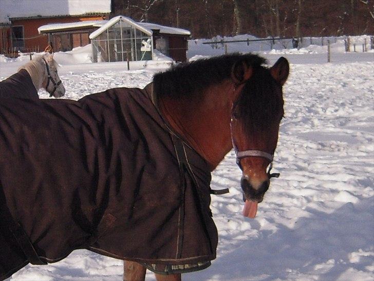 New Forest Vognmandgårdens Valentin - Valle rækker tunge :) billede 13