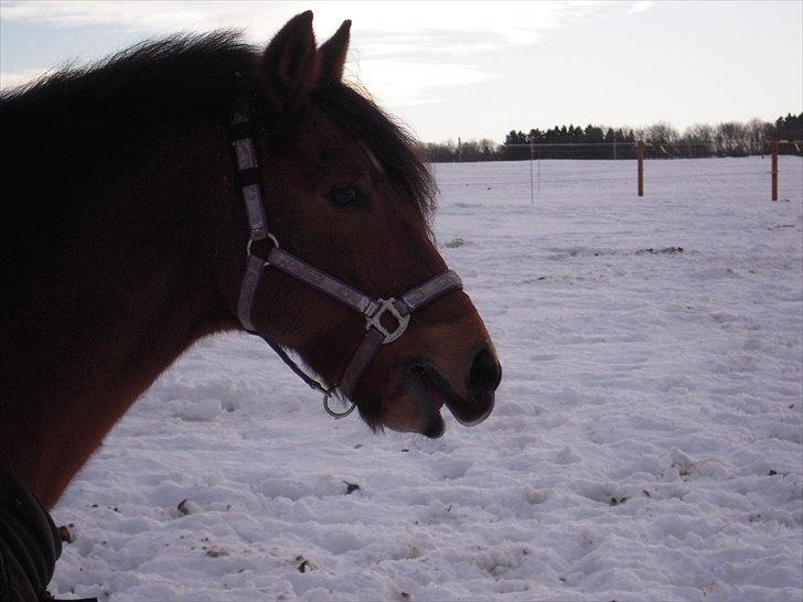 New Forest Vognmandgårdens Valentin - Valle gaber :) billede 14