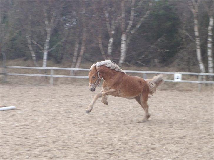 Anden særlig race  Smilla <3:i billede 17
