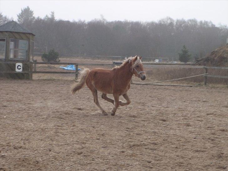 Anden særlig race  Smilla <3:i billede 2