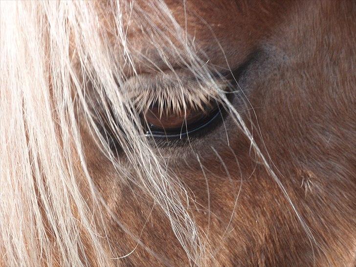 Anden særlig race  Smilla <3:i billede 6