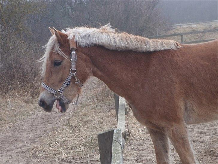 Anden særlig race  Smilla <3:i billede 7