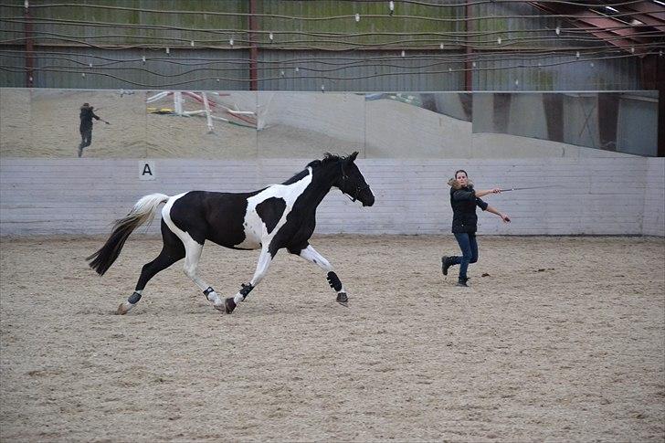 Pinto Samina á Godthaab - Smukke Samina kan danse lidt - selvom jeg håber på titlen "springhest" ;)  1.løsspring var stor succes!! Juhuuu billede 3