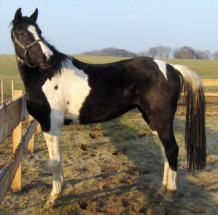 Pinto Samina á Godthaab - 2011 billede 12