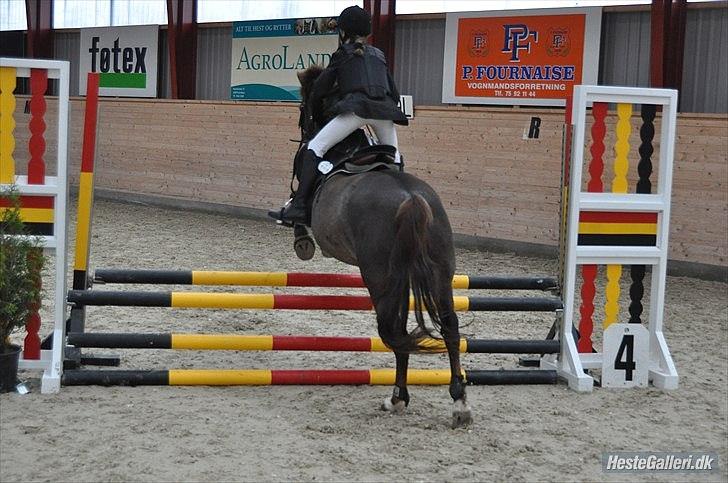 Anden særlig race Picasso billede 12