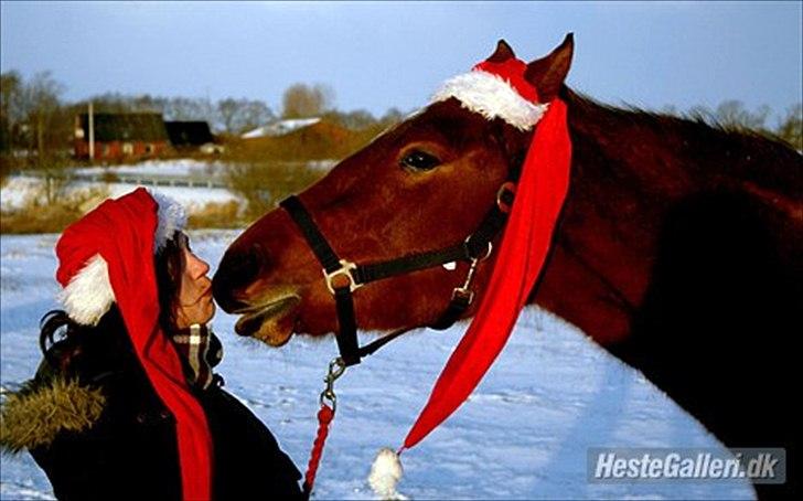 Dansk Varmblod Crazy Phantom - for evigt elsket <3 - mig og sne fantomet  billede 20