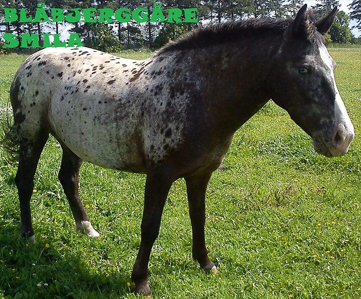 Appaloosa Blåbjerggårds frk smila<3  - mit lille møgdyr billede 11