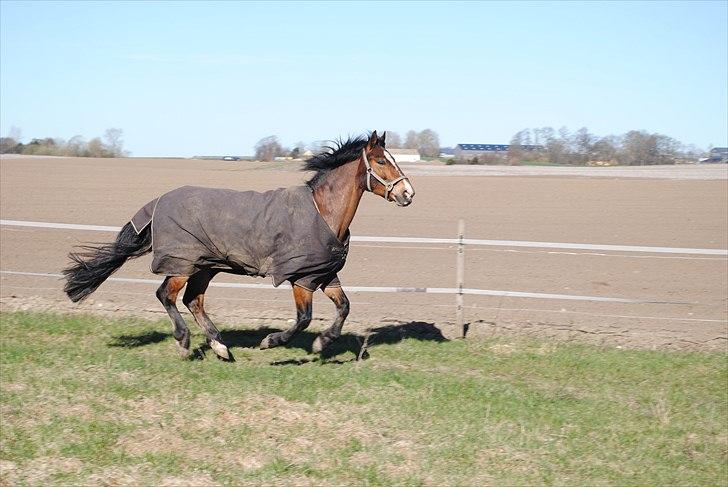Anden særlig race Cantos Caballero - Cantos i gallop :) billede 1