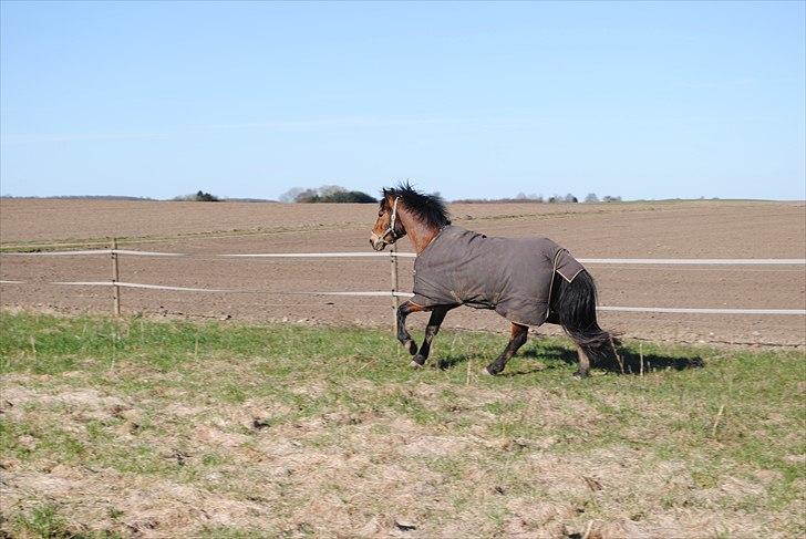 Anden særlig race Cantos Caballero - Cantos i gallop...igen :D billede 2