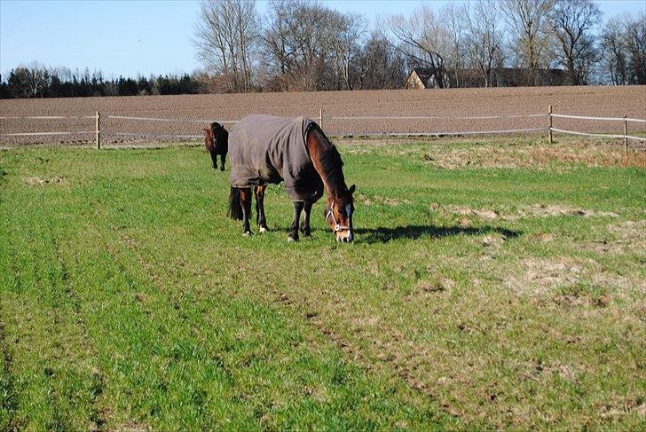 Anden særlig race Cantos Caballero billede 3