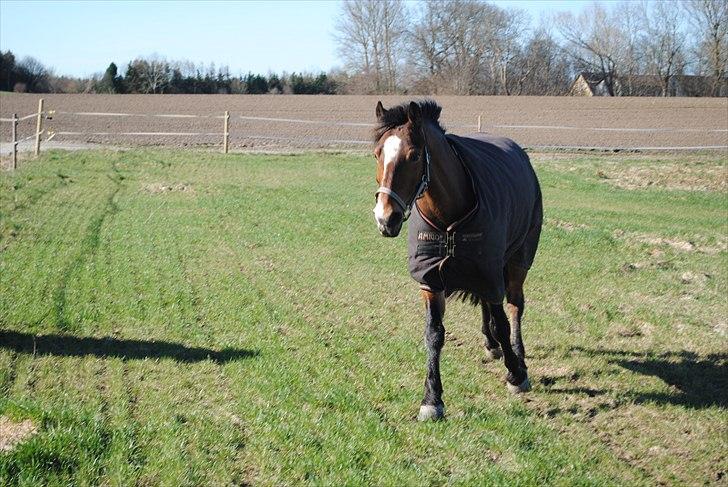 Anden særlig race Cantos Caballero billede 4