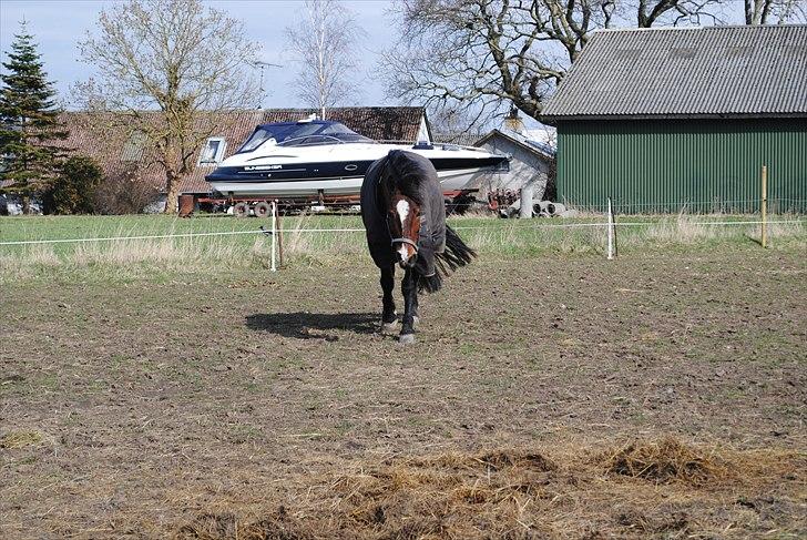 Anden særlig race Cantos Caballero billede 5
