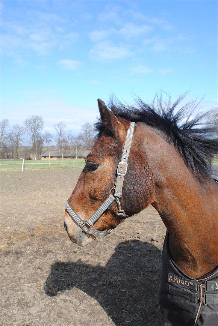 Anden særlig race Cantos Caballero billede 6