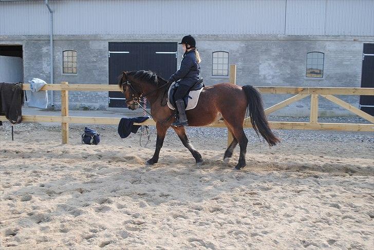 Anden særlig race Cantos Caballero - Cantos og Rigmor billede 7