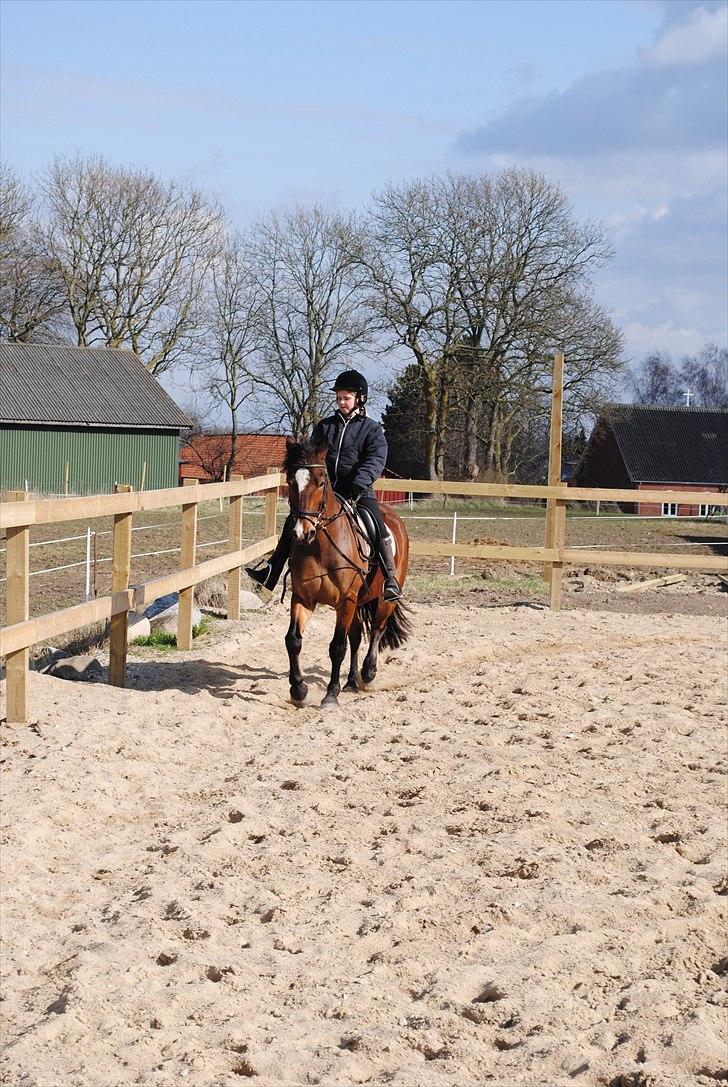 Anden særlig race Cantos Caballero - Cantos og Rigmor billede 8