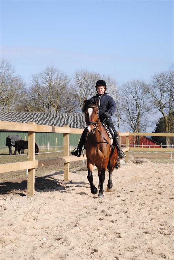 Anden særlig race Cantos Caballero - Cantos og Rigmor billede 9