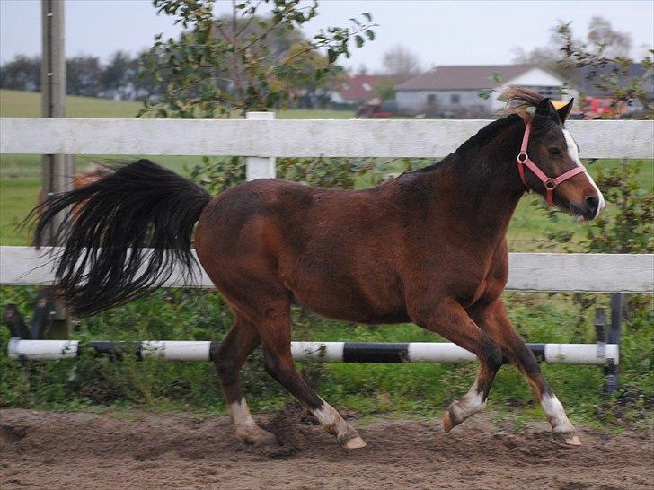 Anden særlig race Sir Bob  billede 15