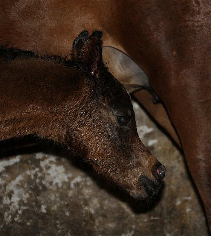 Arabisk fuldblod (OX) Amazing Grace D. - RESERVERET billede 4