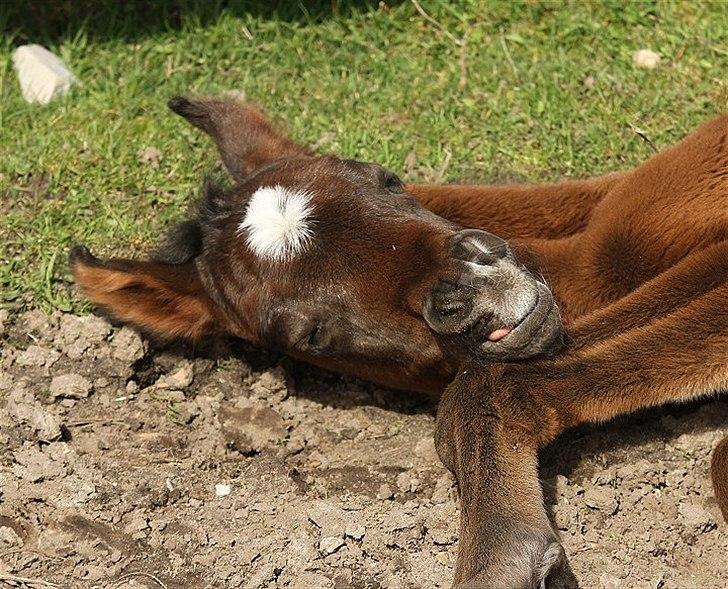 Arabisk fuldblod (OX) Amazing Grace D. - RESERVERET billede 5