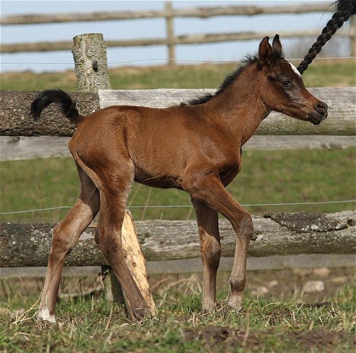 Arabisk fuldblod (OX) Amazing Grace D. - RESERVERET billede 6