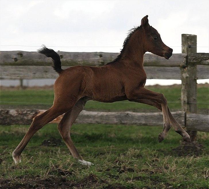 Arabisk fuldblod (OX) Amazing Grace D. - RESERVERET billede 8