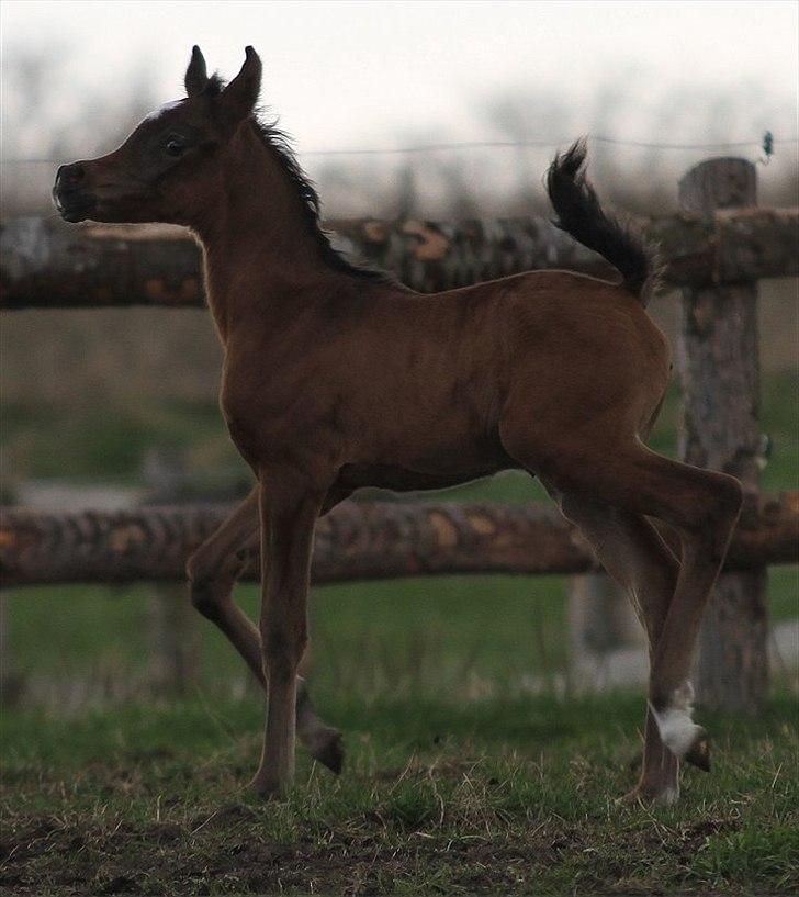 Arabisk fuldblod (OX) Amazing Grace D. - RESERVERET billede 10
