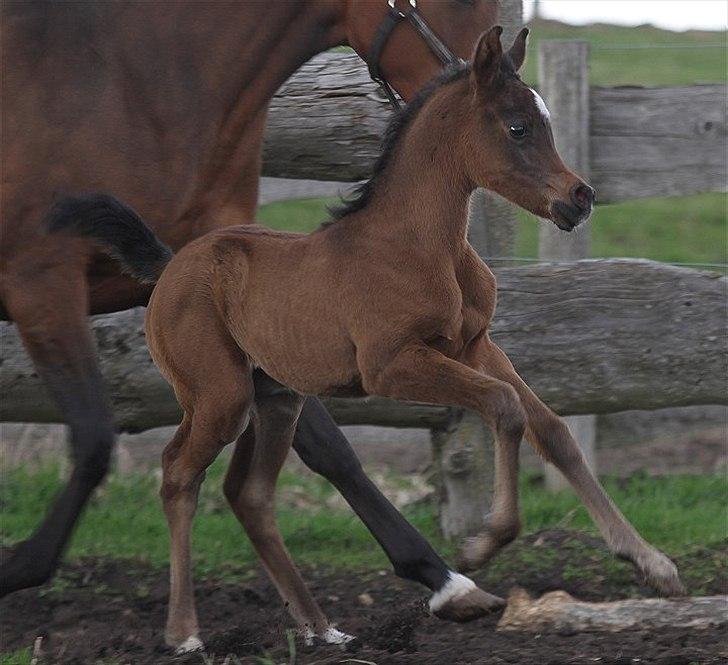 Arabisk fuldblod (OX) Amazing Grace D. - RESERVERET billede 11
