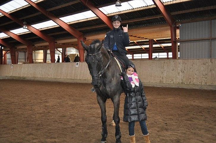 Dansk Varmblod Alexus Rose billede 6