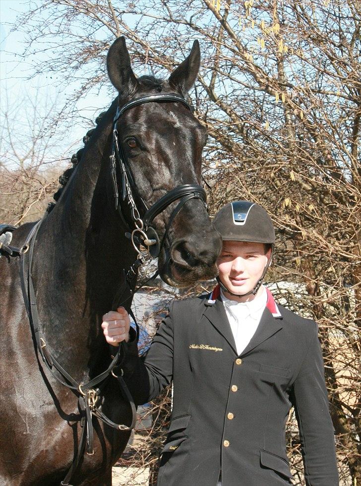 Dansk Varmblod Alexus Rose billede 8